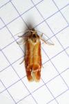 Rhyacionia buoliana