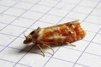 Rhyacionia buoliana