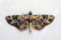 Eupithecia linariata