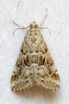 Hellula undalis