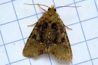 Oligia latruncula