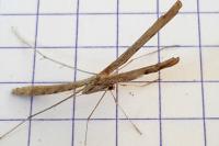 Agdistis tamaricis