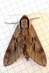 Hyloicus pinastri