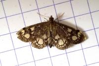 Anania coronata