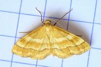 Idaea circuitaria
