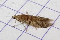 Ephestia woodiella