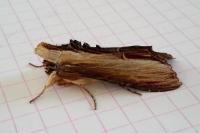Cucullia verbasci