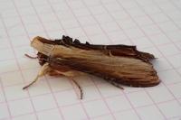 Cucullia verbasci