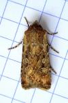 Euxoa aquilina