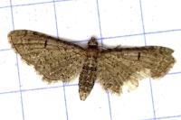 Eupithecia ultimaria