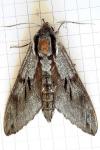 Hyloicus maurorum