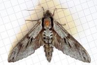 Hyloicus maurorum