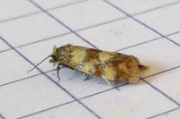 Aethes tesserana