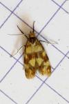 Aethes tesserana