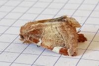 Cosmia diffinis
