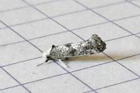 Paraswammerdamia albicapitella