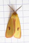 Diacrisia sannio
