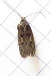 Hofmannophila pseudospretella