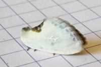 Cilix hispanica