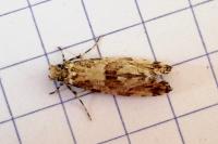 Morophaga choragella