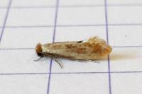Tinea semifulvella
