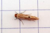Tinea semifulvella