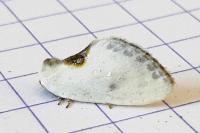 Cilix hispanica