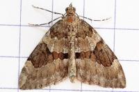 Thera variata