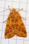 Cirrhia gilvago