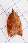 Acleris rhombana