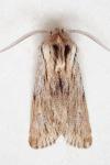 Asteroscopus sphinx