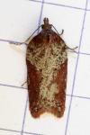 Acleris hippophaeana