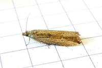 Bactra venosana