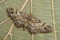 Gymnoscelis rufifasciata