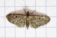 Eupithecia virgaureata