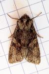 Dryobotodes tenebrosa