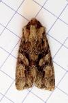 Dryobotodes tenebrosa