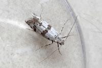 Scythropia crataegella