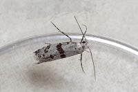 Scythropia crataegella