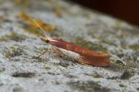 Ypsolopha parenthesella