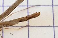Agdistis tamaricis