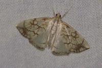 Evergestis pallidata