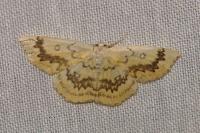 Cyclophora annularia