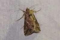 Trichoplusia ni
