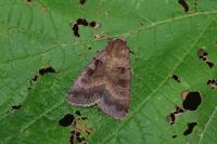 Xestia stigmatica
