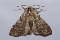 Achlya flavicornis