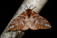 Endromis versicolora