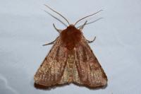 Cerastis rubricosa