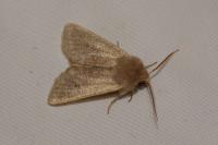 Orthosia cruda