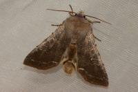 Orthosia incerta